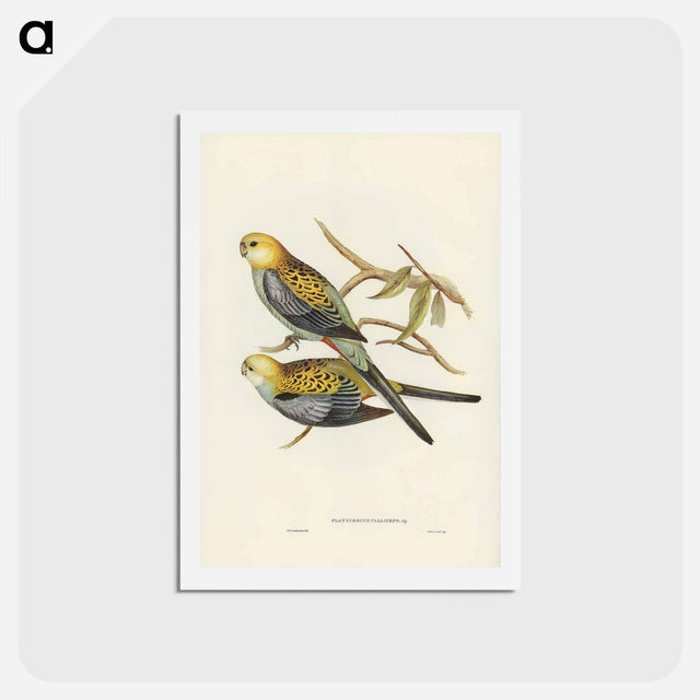 アートポストカード-Pale-headed Parakeet
 - ジョン グールド Postcard.