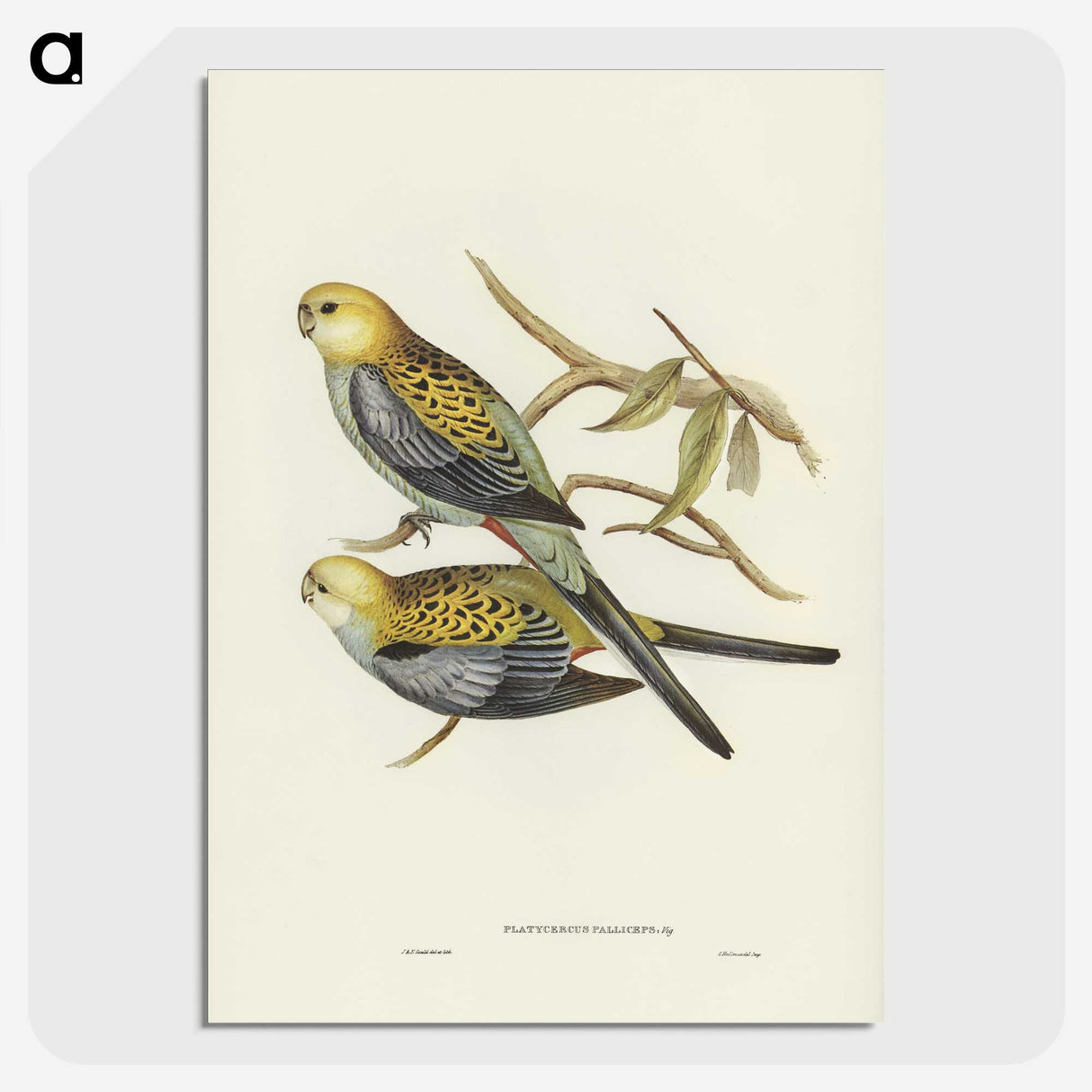 3-56_John-Gould_picture-crop
