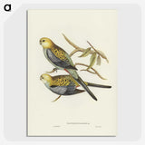 3-56_John-Gould_picture-crop