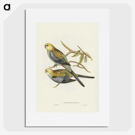 3-56_John-Gould_picture