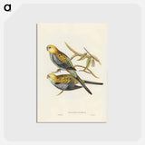 アートポストカード-Pale-headed Parakeet
 - ジョン グールド Postcard.