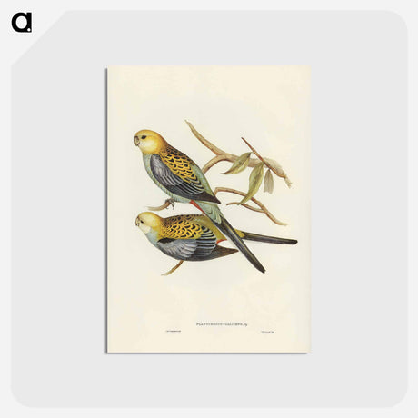 アートポストカード-Pale-headed Parakeet
 - ジョン グールド Postcard.