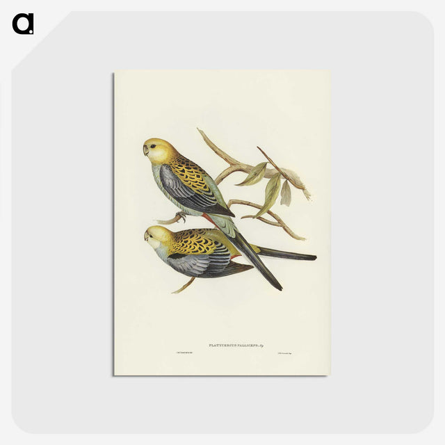 3-56_John-Gould_postcard