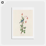 Black-throated Blue Warbler
 - ジョン ジェームス オーデュボン Postcard.