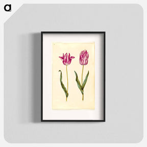 アートポスター-Tulipa gesneriana
 - マリア ジビーラ メーリアン Poster.