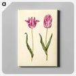 アートパネル-Tulipa gesneriana
 - マリア ジビーラ メーリアン Canvas.