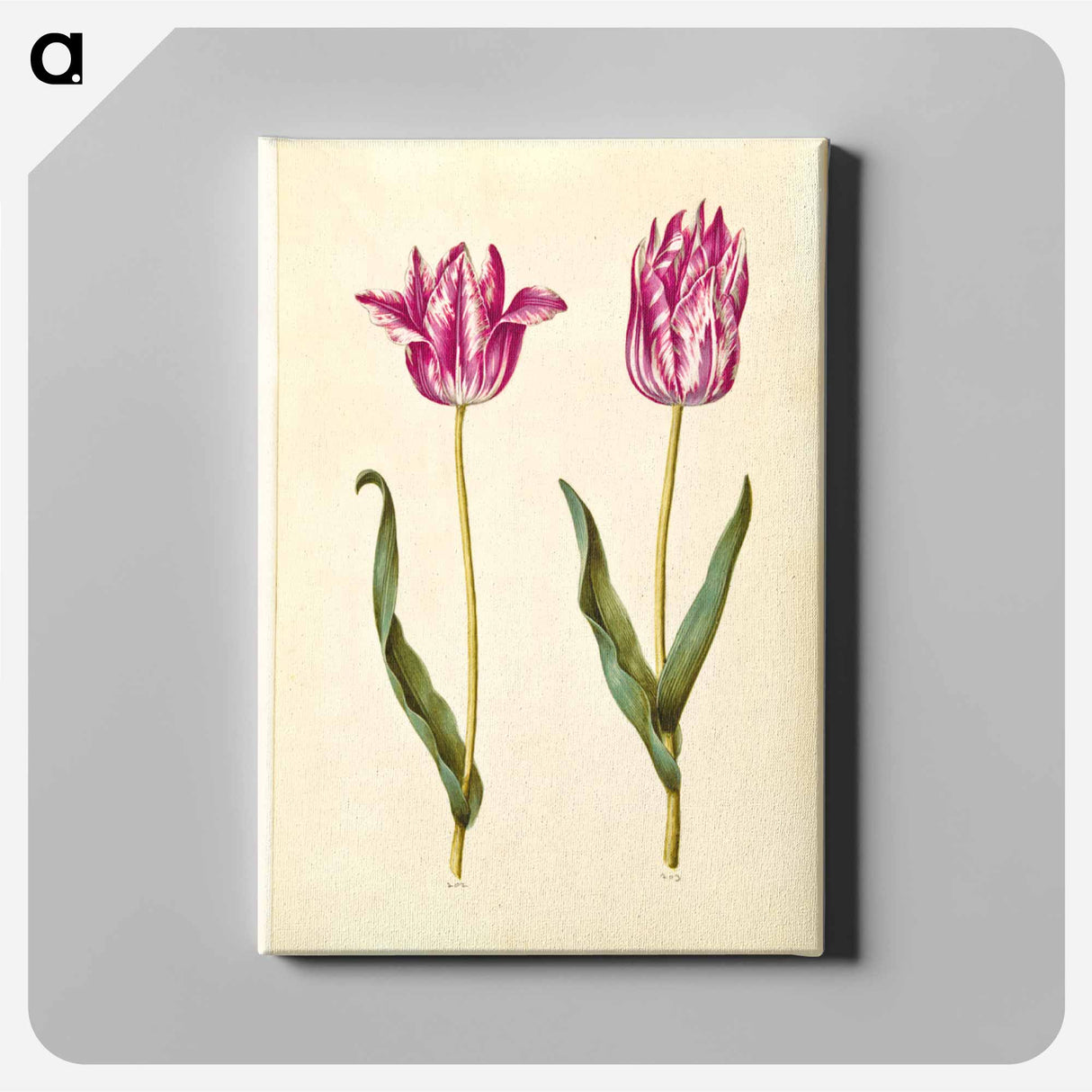 アートパネル-Tulipa gesneriana
 - マリア ジビーラ メーリアン Canvas.