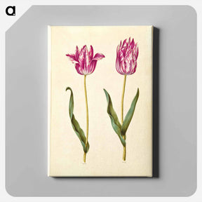 アートパネル-Tulipa gesneriana
 - マリア ジビーラ メーリアン Canvas.