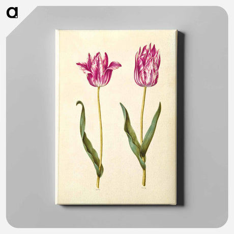 アートパネル-Tulipa gesneriana
 - マリア ジビーラ メーリアン Canvas.