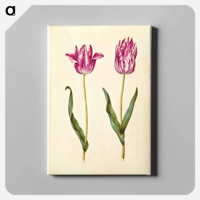 アートパネル-Tulipa gesneriana
 - マリア ジビーラ メーリアン Canvas.