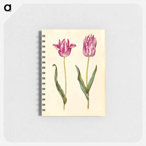 アートメモ帳-Tulipa gesneriana
 - マリア ジビーラ メーリアン Memo.