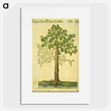 アートポスター-Erlen oder Ellernbaum
 - 国立医学図書館 Poster.