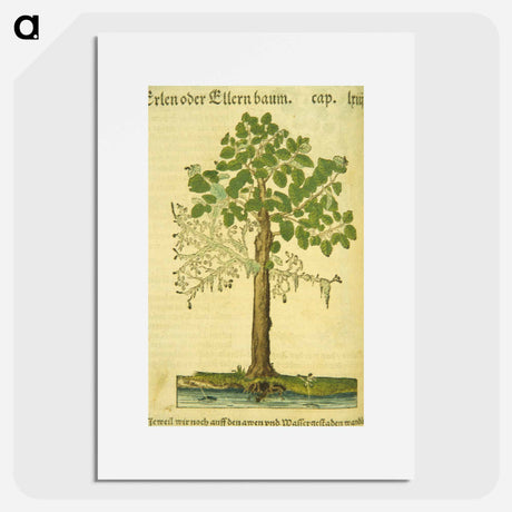 アートポスター-Erlen oder Ellernbaum
 - 国立医学図書館 Poster.