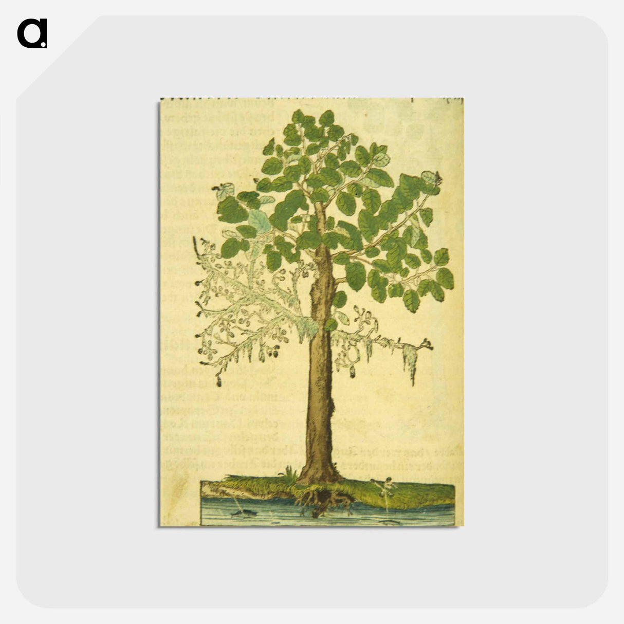 アートポストカード-Erlen oder Ellernbaum
 - 国立医学図書館 Postcard.