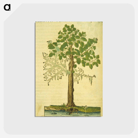 アートポストカード-Erlen oder Ellernbaum
 - 国立医学図書館 Postcard.