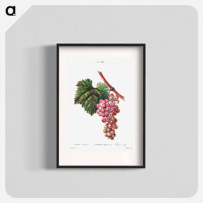アートポスター-Vitis vinifera (Muscat rouge) - ピエール ジョゼフ ルドゥーテ Poster.