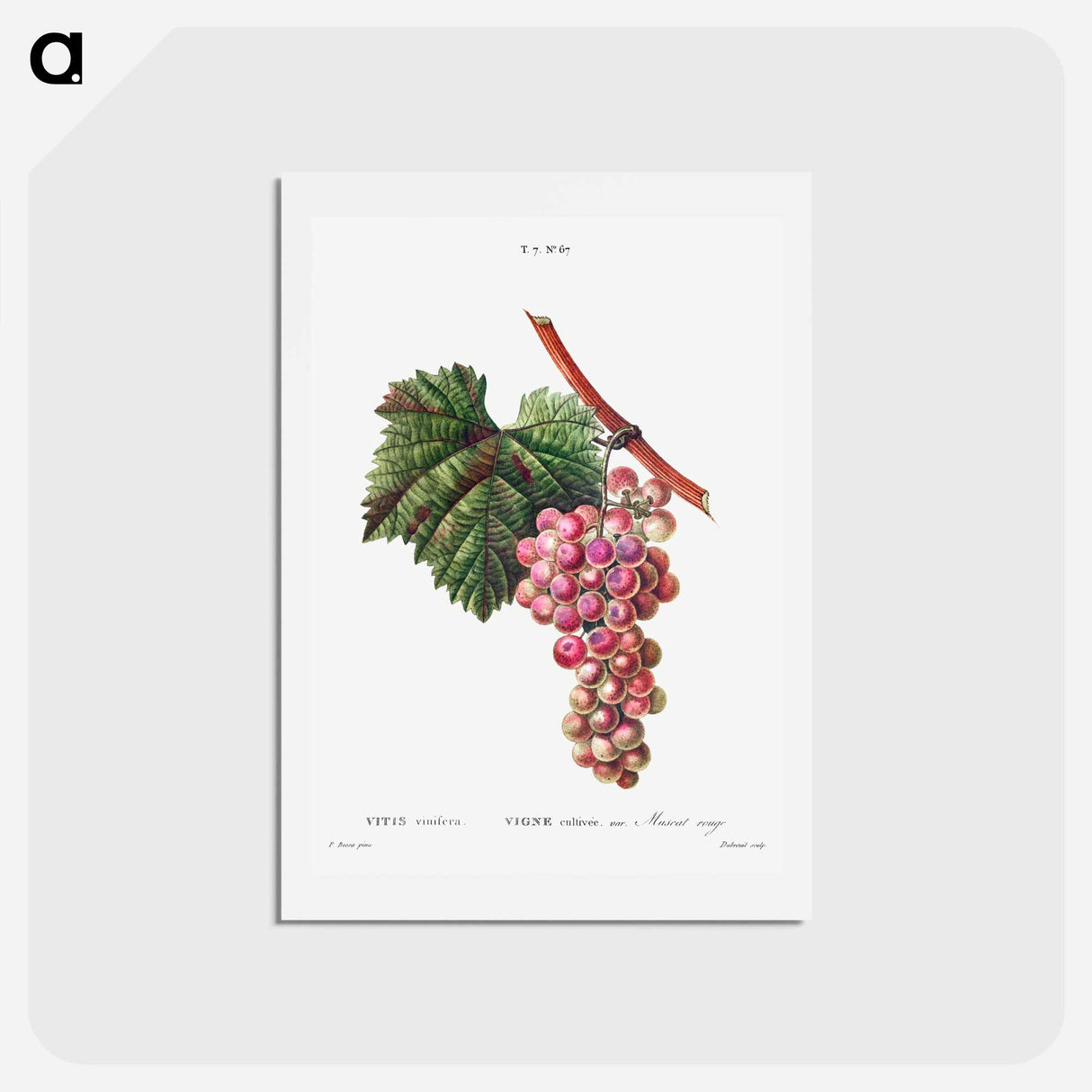 アートポストカード-Vitis vinifera (Muscat rouge) - ピエール ジョゼフ ルドゥーテ Postcard.