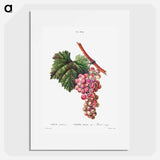 Vitis vinifera (Muscat rouge) - ピエール ジョゼフ ルドゥーテ Poster.