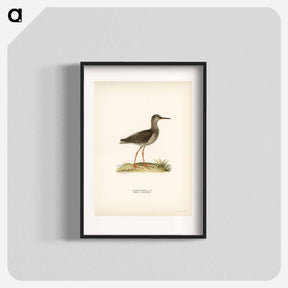 アートポスター-Common Redshank
 - スヴェンスカ フォグラル Poster.