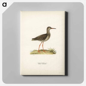 アートパネル-Common Redshank
 - スヴェンスカ フォグラル Canvas.