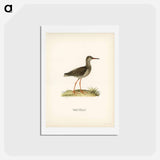 アートポストカード-Common Redshank
 - スヴェンスカ フォグラル Postcard.