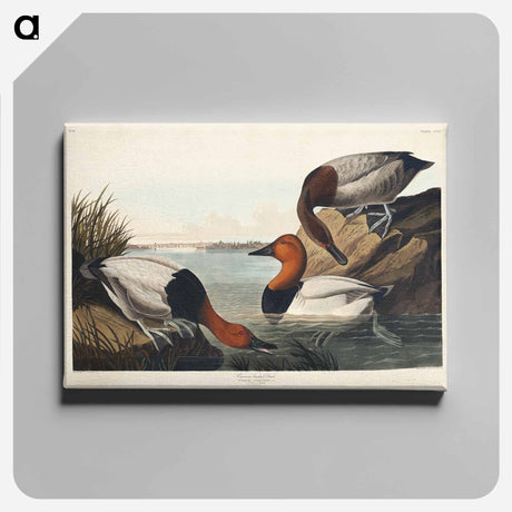 アートパネル-Duck from Birds of America
 - アメリカの鳥たち Canvas.