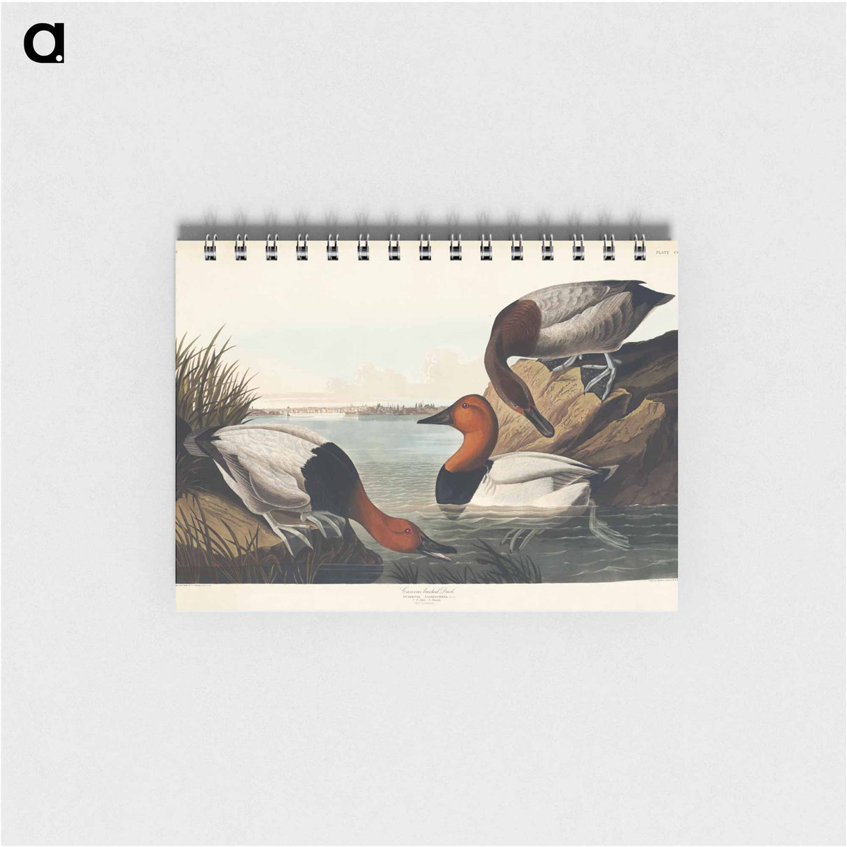 アートメモ帳-Duck from Birds of America
 - アメリカの鳥たち Memo.