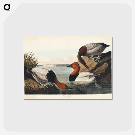 アートポストカード-Duck from Birds of America
 - アメリカの鳥たち Postcard.