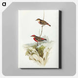 Tricoloured Chat
 - オーストラリアの鳥 Canvas.