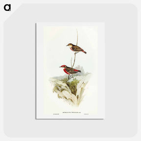 アートポストカード-Tricoloured Chat
 - オーストラリアの鳥 Postcard.