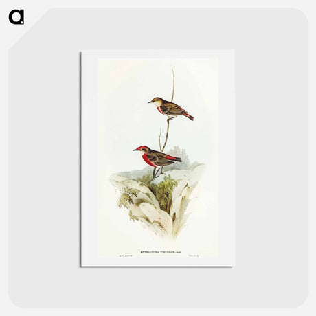 アートポストカード-Tricoloured Chat
 - オーストラリアの鳥 Postcard.