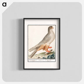 アートポスター-Red-footed falcon - アンセルムス ボエティウス デ ブート Poster.