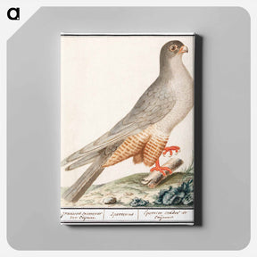 アートパネル-Red-footed falcon - アンセルムス ボエティウス デ ブート Canvas.
