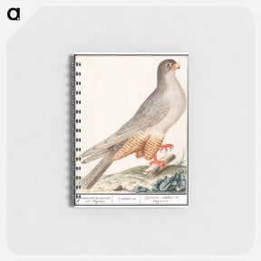 アートメモ帳-Red-footed falcon - アンセルムス ボエティウス デ ブート Memo.