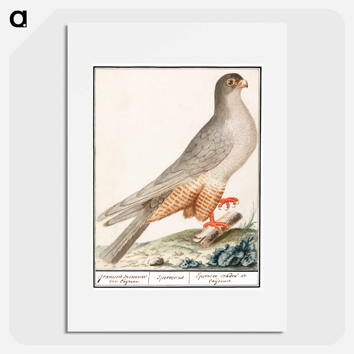 Red-footed falcon - アンセルムス ボエティウス デ ブート Poster.