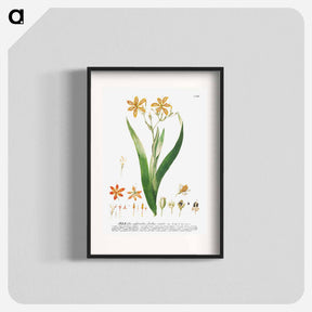 アートポスター-Ixia or Corn Lily
 - クリーブランド美術館 Poster.