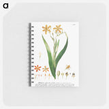 アートメモ帳-Ixia or Corn Lily
 - クリーブランド美術館 Memo.