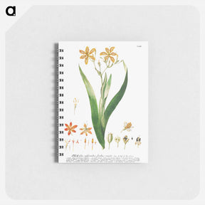 アートメモ帳-Ixia or Corn Lily
 - クリーブランド美術館 Memo.