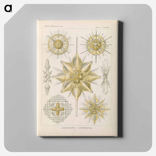 Marine life illustration - エルンスト ヘッケル Canvas.