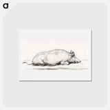 アートポストカード-Lying pig - ジャン ベルナール Postcard.