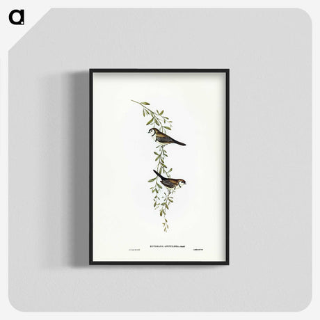 3-57_John-Gould_blk-crop