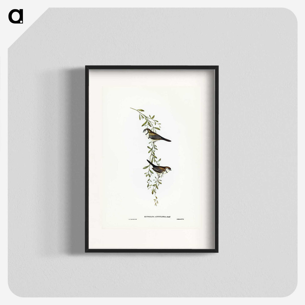 3-57_John-Gould_blk