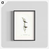 3-57_John-Gould_blk