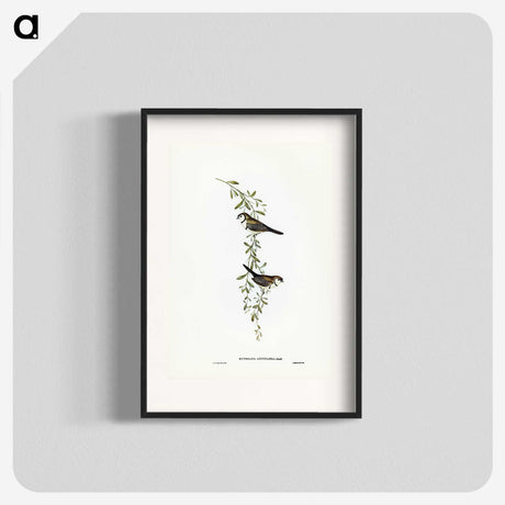 3-57_John-Gould_blk