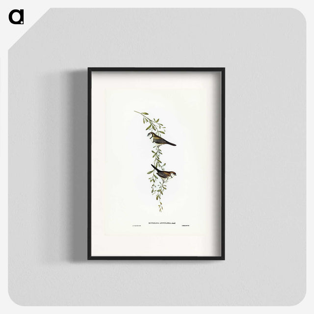 3-57_John-Gould_blk