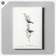 3-57_John-Gould_canvas