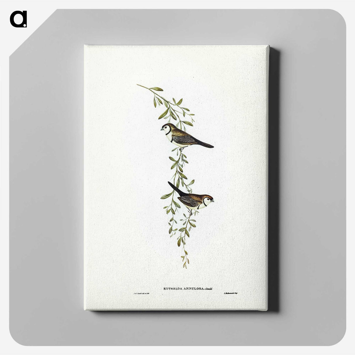 3-57_John-Gould_canvas