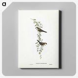 3-57_John-Gould_canvas