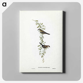 3-57_John-Gould_canvas
