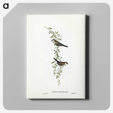 3-57_John-Gould_canvas